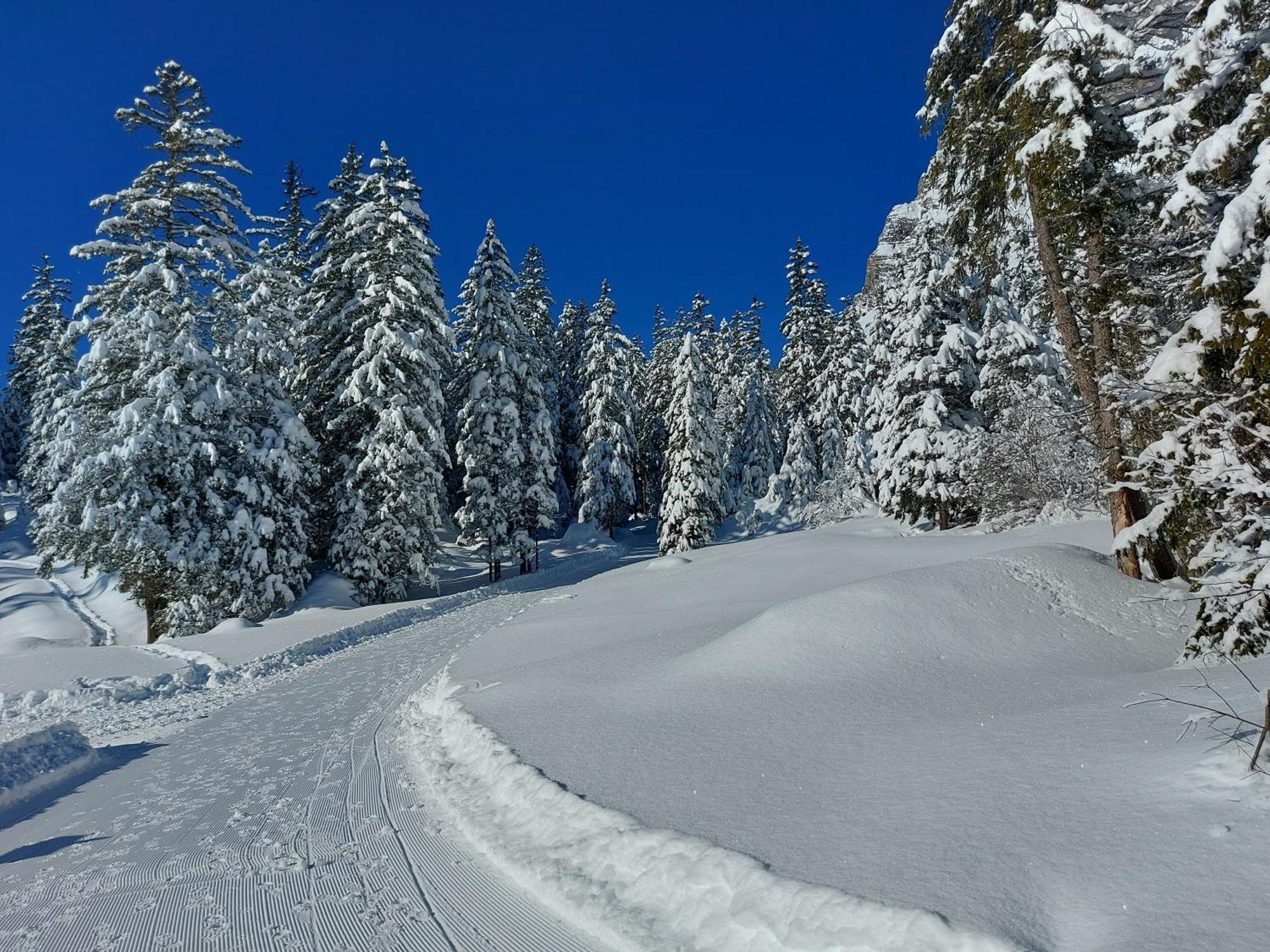 Arvenwald Kandersteg