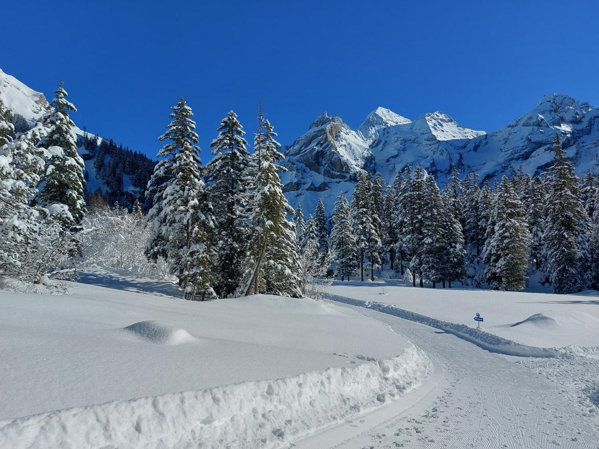 Arvenwald Kandersteg