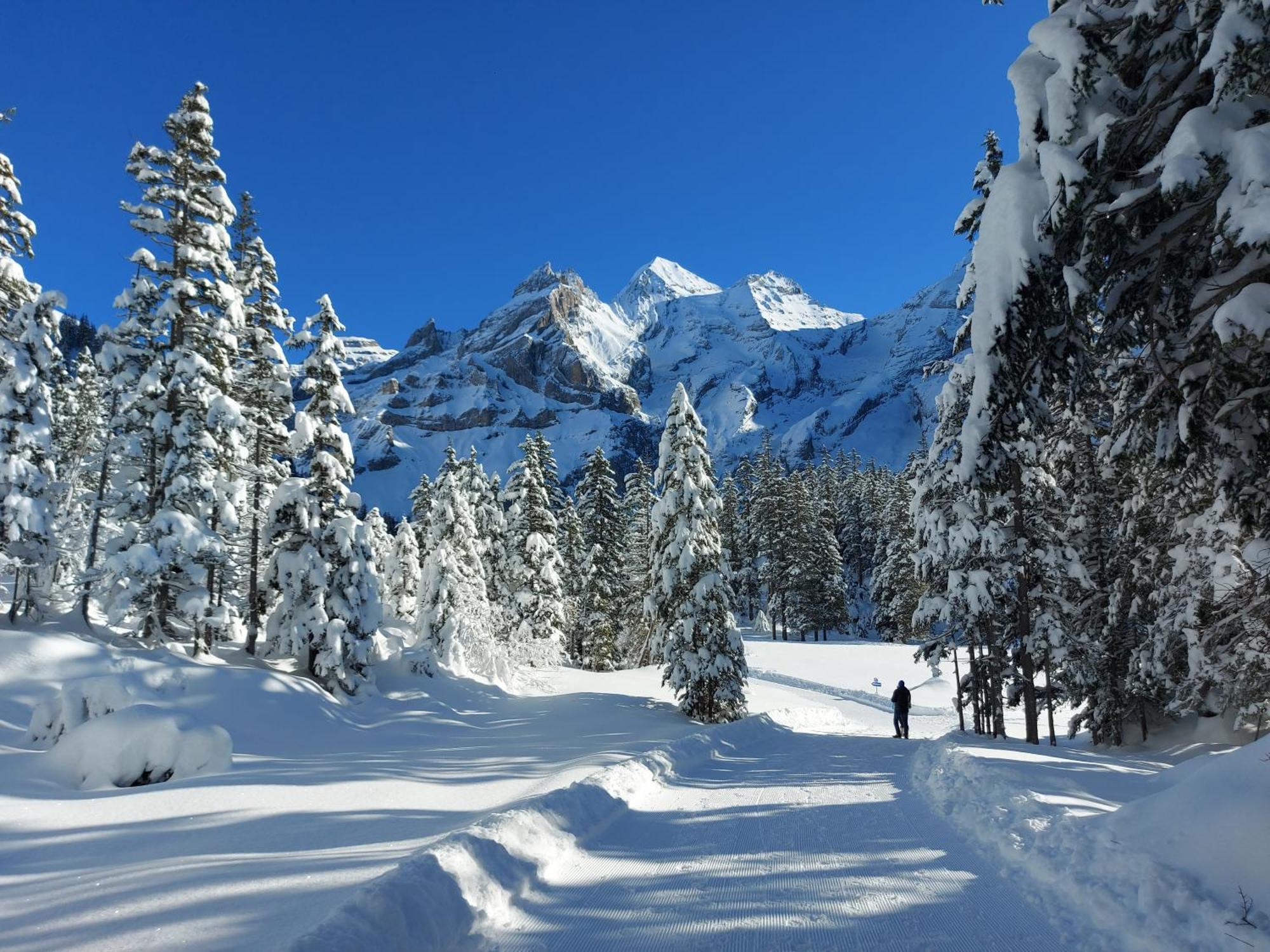 Arvenwald * Kandersteg